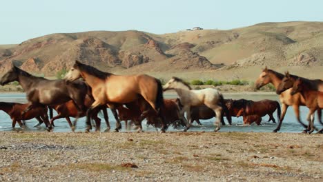 The-untamed-spirit-of-feral-horses,-domesticated-stock,-as-they-roam-freely-in-the-summer-heat