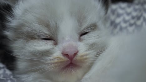 recién nacido adorable gatito muñeco de trapo soñoliento