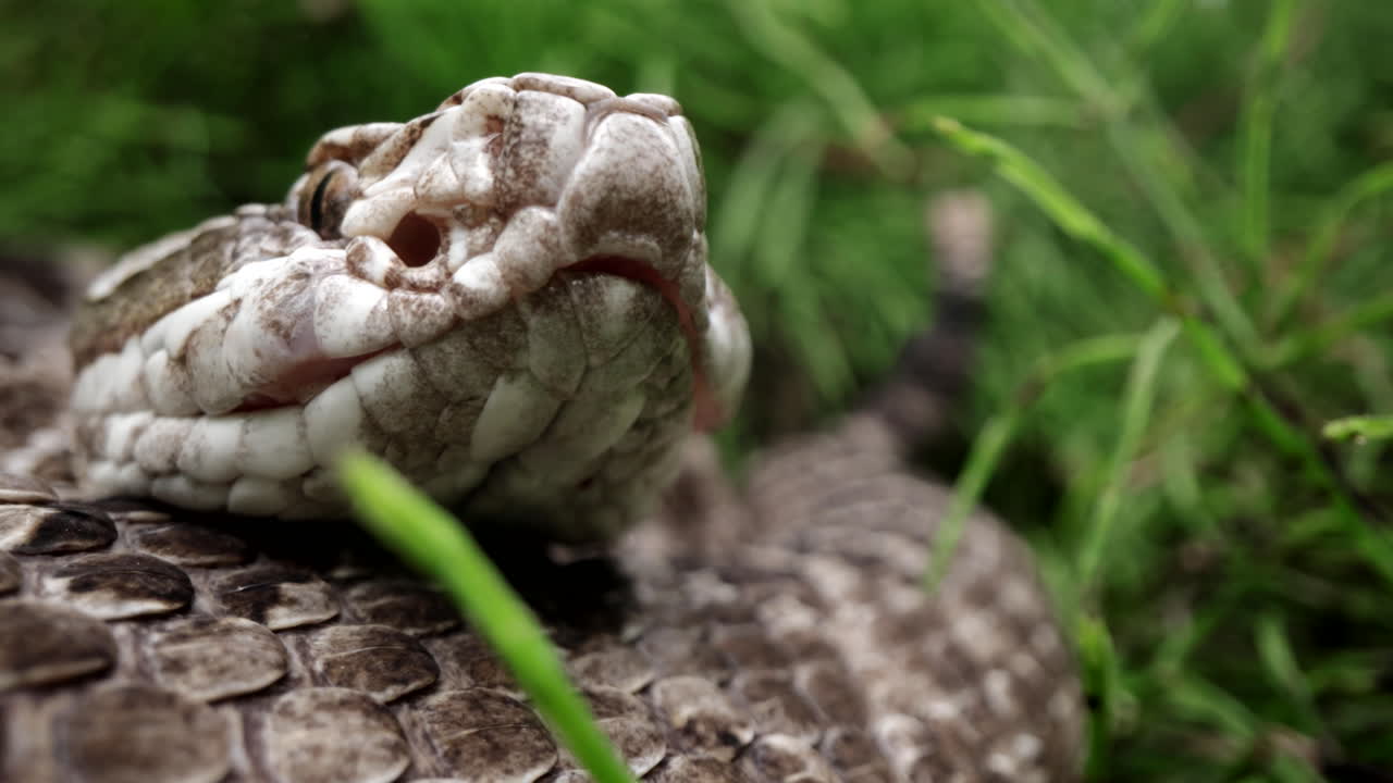 Rattlesnake slow motion in the grass macro close up face