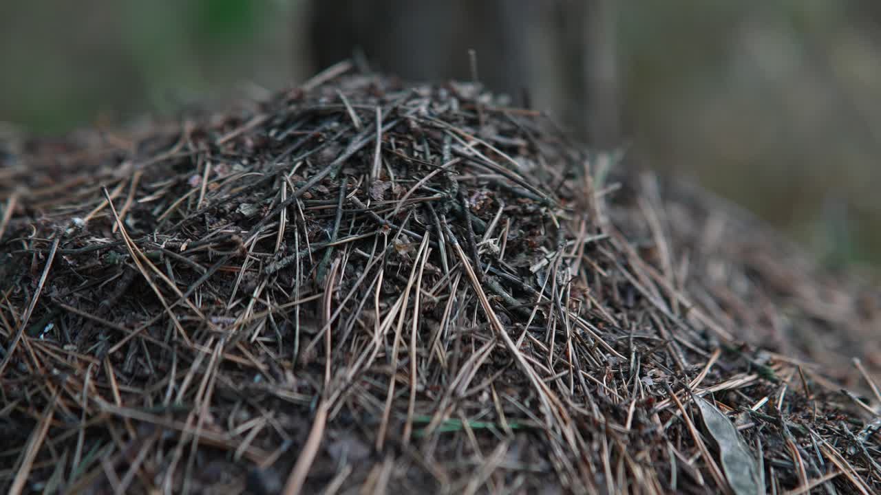 Ant Hill in Forest