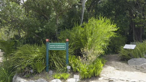 profile view of a narrow path leading inside forest of kirstenbosch national botanical garden in cape town, south africa.