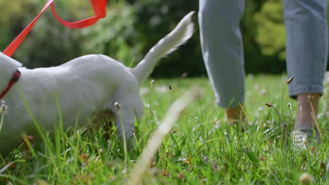dog playing fetch in a park