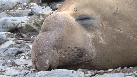 elefante marino acostado en la playa durmiendo