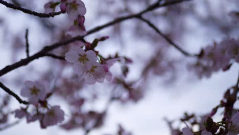 un árbol de cerezas rosadas en connecticut