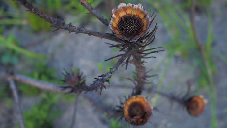 remains of protea bush after devastating bush fire, intricate pattern, slow panning shot