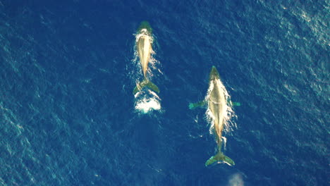 Vista-Escénica-De-Las-Ballenas-Jorobadas-Nadando-En-El-Océano-Pacífico-En-Oahu,-Hawaii---Top-Drone-Shot