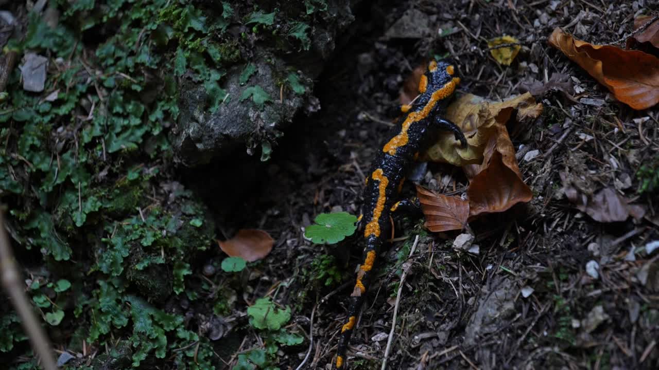 salamandra de fuego revisando el suelo del bosque en busca de presas de insectos