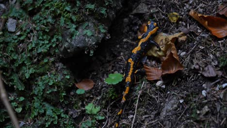 Feuersalamander,-Der-Den-Waldboden-Nach-Insektenbeute-Absucht