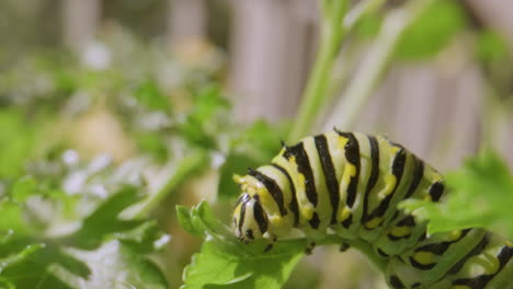 caterpillar eating parsley gets scared and shrinks