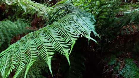 lush green ferns in a dense rainforest