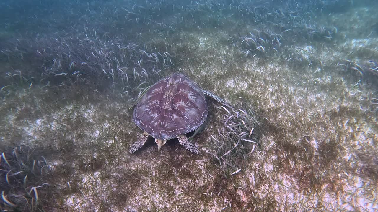 Turtle eating from the sea grass in nature in the Caribbean Sea 2
