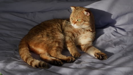 ginger scottish fold cat on a bed