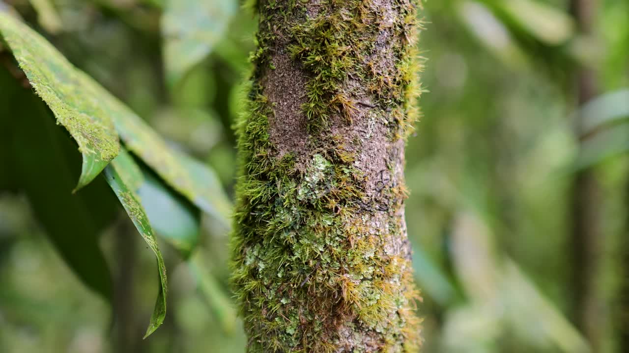 Close-up of a tree trunk in a rainforest, covered with moss and lichen, surrounded by dense green foliage