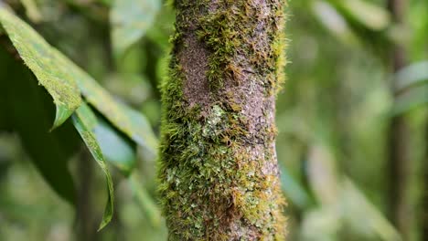 close-up of a tree trunk in a rainforest, covered with moss and lichen, surrounded by dense green foliage