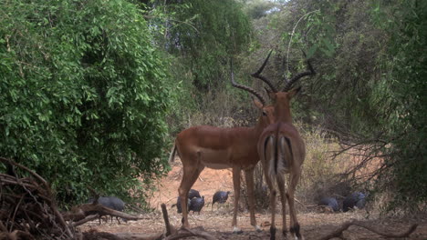 Impala-Aepyceros-Melampus-Petersi,-áfrica