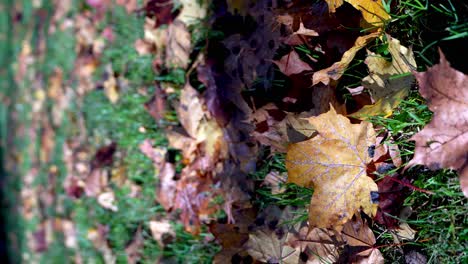 close-up shot of colorful dried autumn leaves , letonia beautiful nature