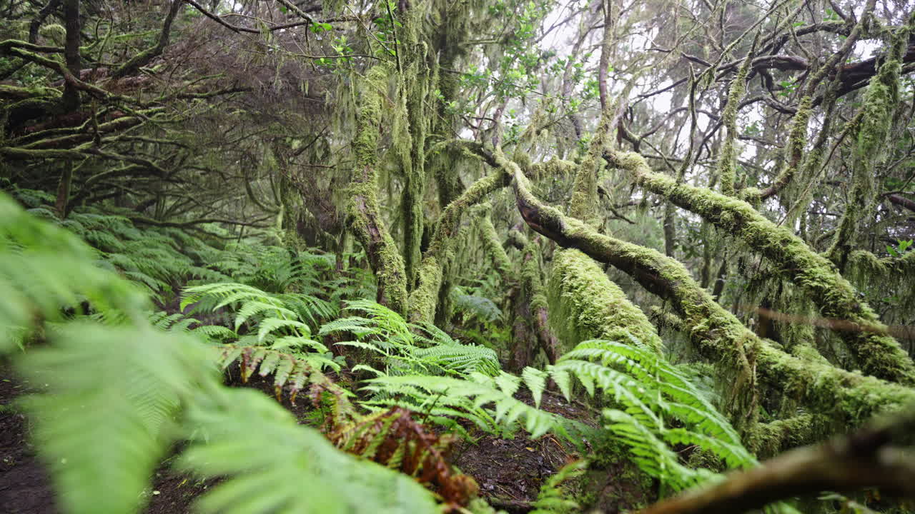 Lush green forest in Anaga, Tenerife, with ferns and mossy trees