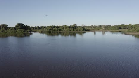 Luftaufnahme-Eines-Pantanalsees-Mit-Vegetation-An-Der-Spiegelung-Des-Flussufers