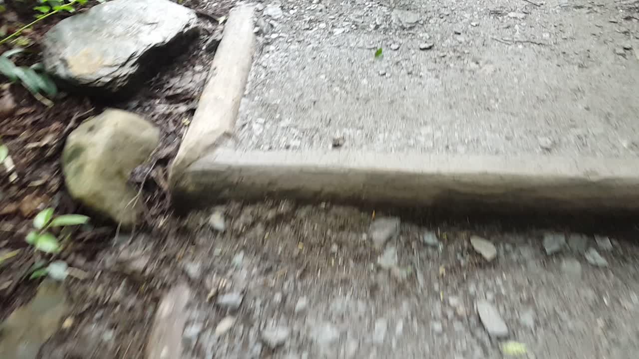 야외 자연에서 식물성 숲에서 산책