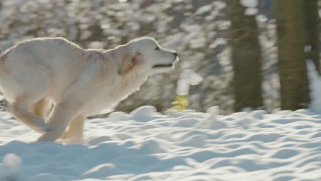 energetic golden retriever runs through the snow towards its owner, having a fun walk in the winter park