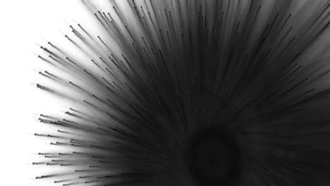 el patrón de flor negra se expande y se desvanece sobre fondo blanco, abstracto