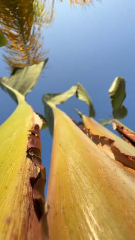 close-up view of banana plant stems