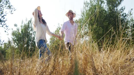 couple holding hands and walking in olive farm 4k