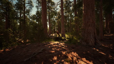 Riesenmammutbäume-Im-Sommer-Im-Sequoia-Nationalpark