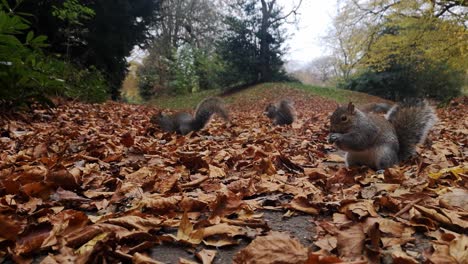 Crazy-furry-squirrel-gets-scared-and-jumps-at-camera-in-Autumn-woodland-leafy-park