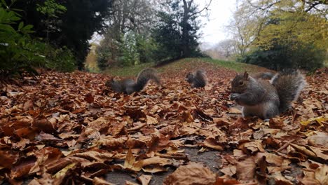 la ardilla peluda loca se asusta y salta a la cámara en el parque frondoso del bosque otoñal
