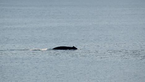 Canada-inside-passage,,-Icy-Strait-Point