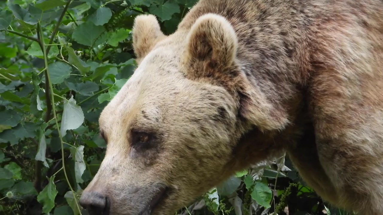 Orso bruno in cerca di cibo in una foresta lussureggiante