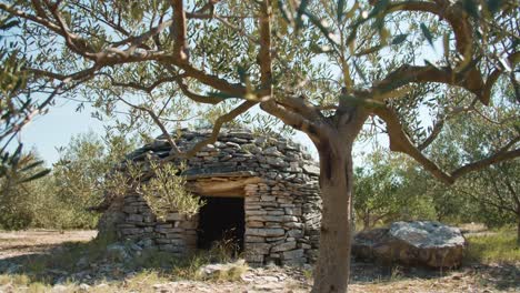 a beautiful shot of olive trees and an old stone house