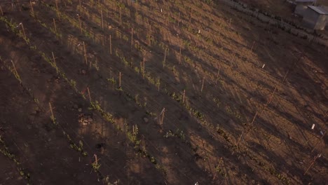 Vista-Desde-Un-Dron-Volando-Lentamente-Sobre-Un-Viñedo-En-México-Durante-La-Puesta-De-Sol