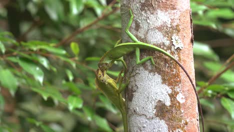 dos camaleones peleando en el tronco de un árbol