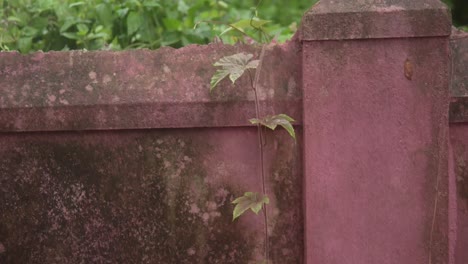 A-single-vine-climbs-a-weathered,-red-wall-in-a-serene-and-rustic-setting