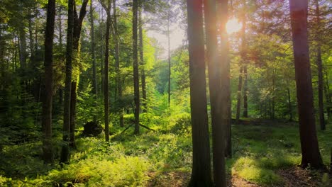 smooth drone video footage of a magical, lush, green forest with beautiful golden light during summer