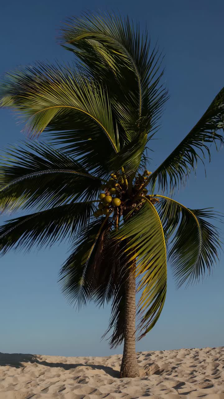 A low-angle video shot of a lone palm tree swaying in the breeze on a sandy beach, set