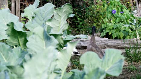 indian runner duck  in organic garden