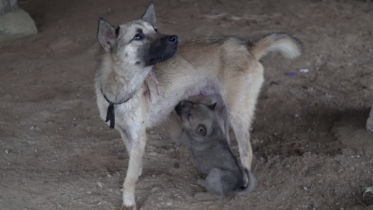 one mongrel dog puppy breastfeeding on milk from mother teats, Vietnam