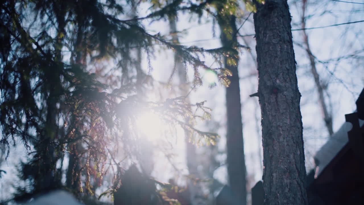 зимний лесной солнечный свет