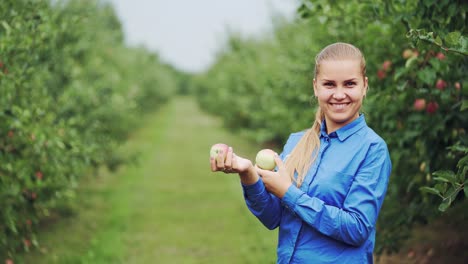 fresh apples in a woman's hands. nature background. close up.