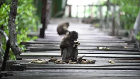 monkey eating bananas in a zoo in phuket, thailand - wide