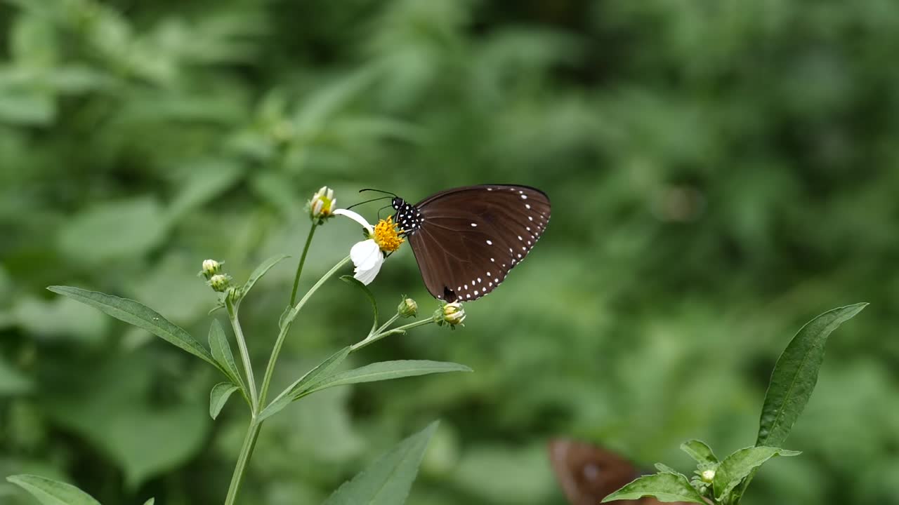 Primo piano al rallentatore di una farfalla su un fiore, poi vola via