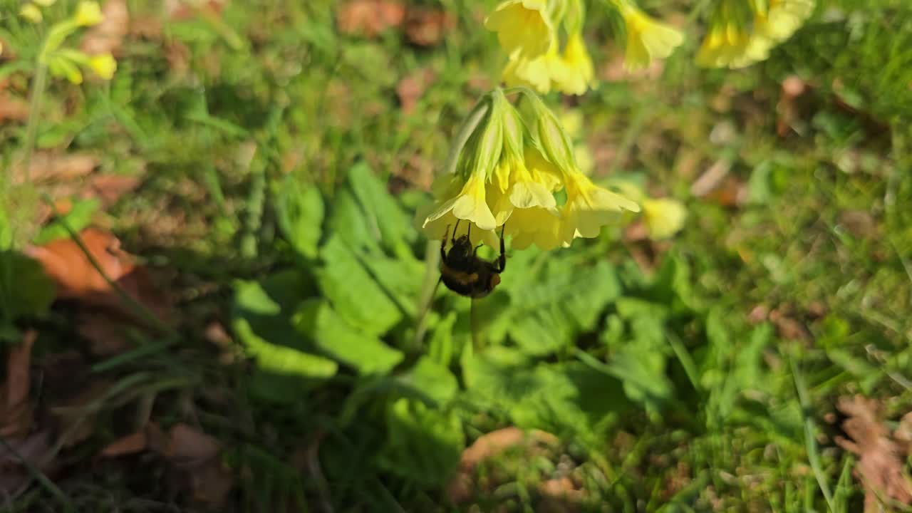 a bumblebee collects nectar and pollen from a primrose in slow motion.
