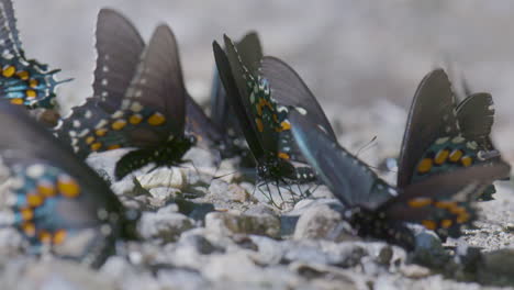 mariposas bebiendo humedad en la fiesta del charco