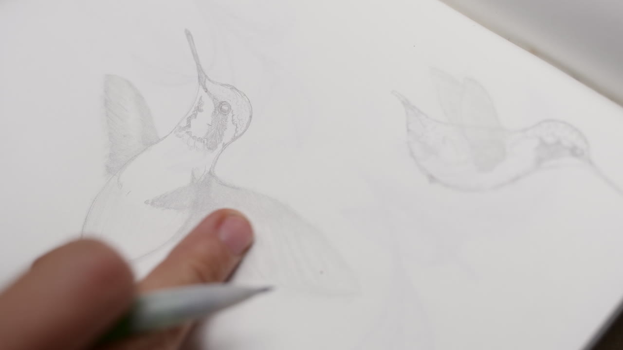 una persona dibuja delicadamente un colibri en su cuaderno, capturando la belleza y los detalles intrincados de este pequeño pájaro