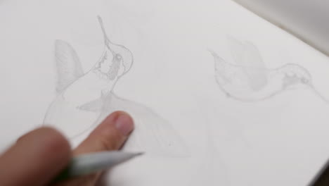 a person delicately sketches a hummingbird in their notebook, capturing the beauty and intricate details of this tiny bird