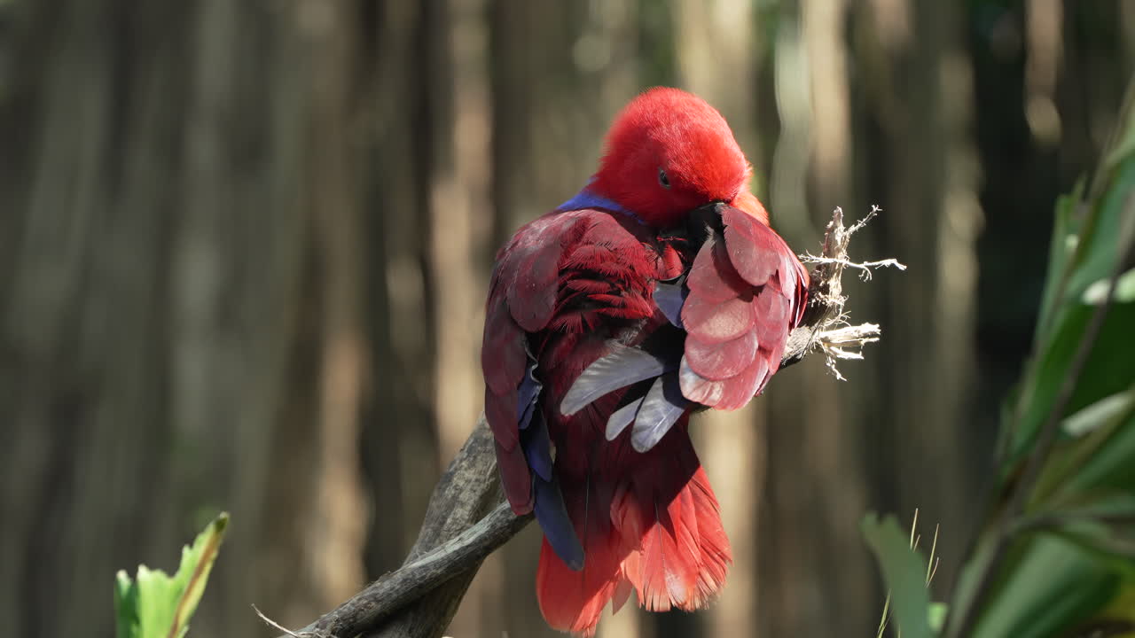 몰루카 에클렉투스 (moluccan eclectus) 암 무새는 열대우림의 나무 가지에 앉아 몸을 고 있습니다.