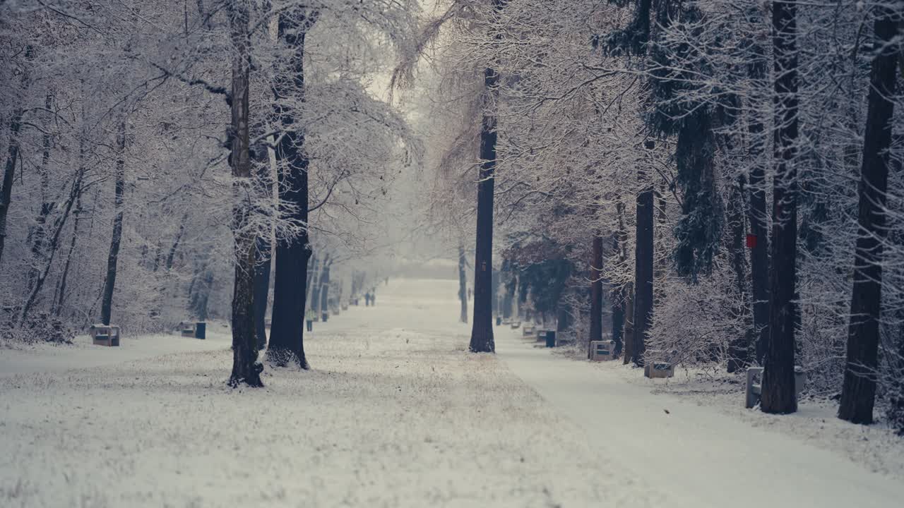 도시 공원의 첫 눈